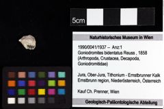 Foto (Objket + Etiketten) von Laeviprosopon laeve medium nov. subspec. 